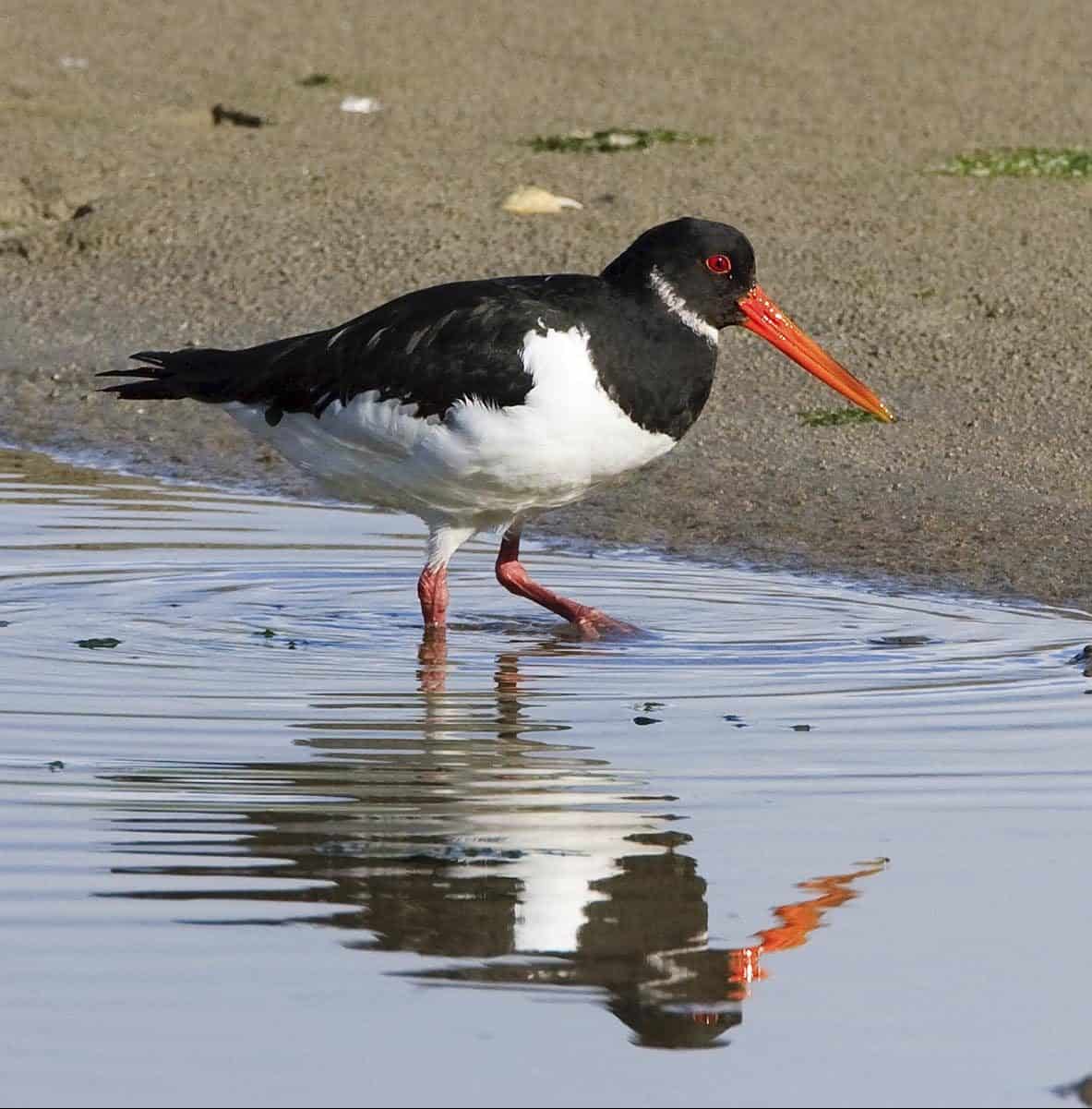 Oystercatcher in Rosscarbery